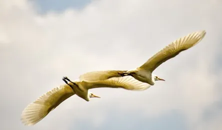 Birds in flight against sky